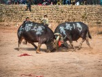 В Китае на Новый год прошли бои буйволов