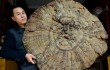 В Китае найден самый большой лечебный гриб в мире