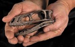 В Китае найден скелет самого маленького динозавра