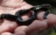 В Китае найдена двуглавая кобра