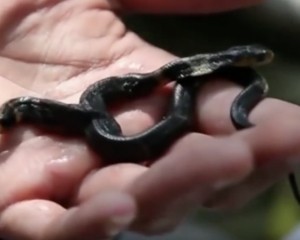 В Китае найдена двуглавая кобра