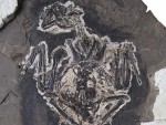 В Китае нашли динозавра с радужным оперением