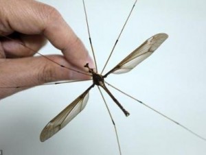 В Китае нашли самого большого в мире комара