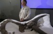 В Китае обнаружен динозавр-птица с крыльями из перьев