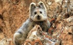 В Китае обнаружен «волшебный» кролик, находящийся на грани вымирания