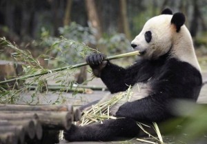 В Китае от чумки продолжают умирать панды