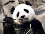 В Китае от вируса чумы умерла еще одна панда