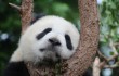 В Китае панда пыталась съесть скрытую камеру