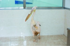 В Китае пеликану реставрировали клюв с помощью 3D-принтера