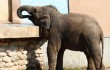 В Китае поймали слона, кравшего еду и посещавшего школы и рынки