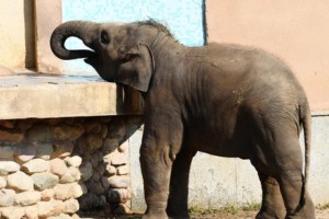 В Китае поймали слона, кравшего еду и посещавшего школы и рынки