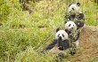 В Китае построят экокоридоры в местах обитания панд