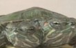 В Китае появилась на свет черепаха с двумя головами