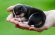 В Китае появилась на свет первая на планете клонированная собака