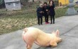 В Китае появилась свинка, молящаяся неподалеку от буддистского храма