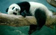 В Китае появился детский сад для больших панд