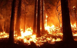 В Китае при тушении пожара в лесу погибли 30 человек