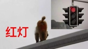 В Китае произошло ДТП из-за зада обезьяны