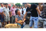 В Китае протестуют против любителей мяса собак