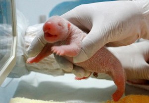 В Китае родился первый в 2016 году малыш-панда