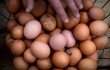 В Китае задержан вор-клептоман, который воровал куриные яйца