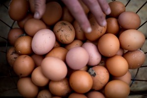 В Китае задержан вор-клептоман, который воровал куриные яйца