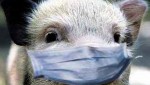 В Китае зафиксирована новая вспышка африканской чумы свиней