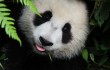 В Китае живет панда, любящая спорт и душ