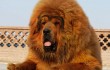 В китайском зоопарке залаял лев