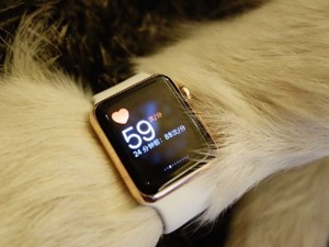 В лапу со временем китайский миллиардер подарил своей хаски золотые Apple Watch1