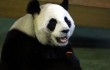 В зоопарке Тайбэя разоблачили панду, которая притворялась беременной ради лакомств и кондиционера