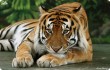 За рагу из тигра китаец отсидит 13 лет