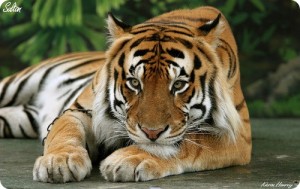За рагу из тигра китаец отсидит 13 лет