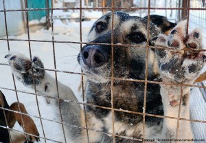 Зоозащитникам удалось спасти от съедения около 100 собак в Южной Корее