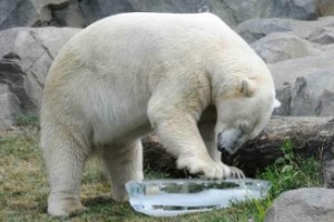 Зверей в китайских зоопарках спасают о жары