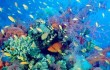 Всемирная конференция по морскому биоразнообразию началась в Шаньдуне