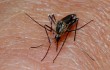 В Китае растет число заразившихся лихорадкой денге