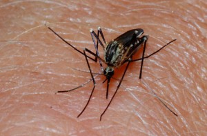В Китае растет число заразившихся лихорадкой денге