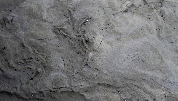 Самые интересные палеонтологические находки этого года в Китае