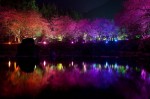 Фестиваль цветущей вишни на Тайване