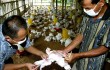 Вспышка птичьего гриппа зафиксирована в Китае