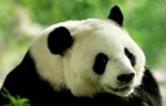 Китай не согласен с исключением больших панд из категории «вымирающий вид»