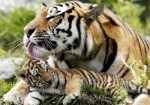 В Харбине за год родилось более 50 тигрят