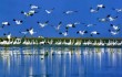 Более 160 тысяч птиц прилетели зимовать на озеро Поянху