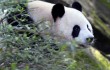 В провинции Сычуань создадут национальный парк больших панд
