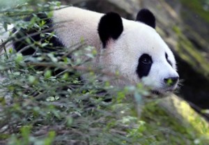 В провинции Сычуань создадут национальный парк больших панд
