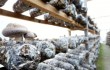 70% мирового производства съедобных грибов приходится на Китай