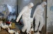 В Китае начинается эпидемия «птичьего гриппа»