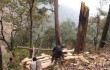 Китай, вырубка леса