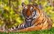 В Китае нашелся тигр Кузя